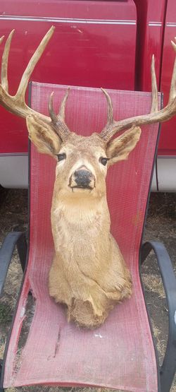 Buck Head Shoulder Mount