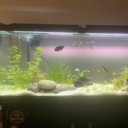 Fish Tank Installation And Set Up 