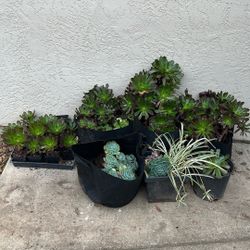 Succulents 