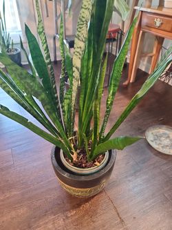 Snake Plant