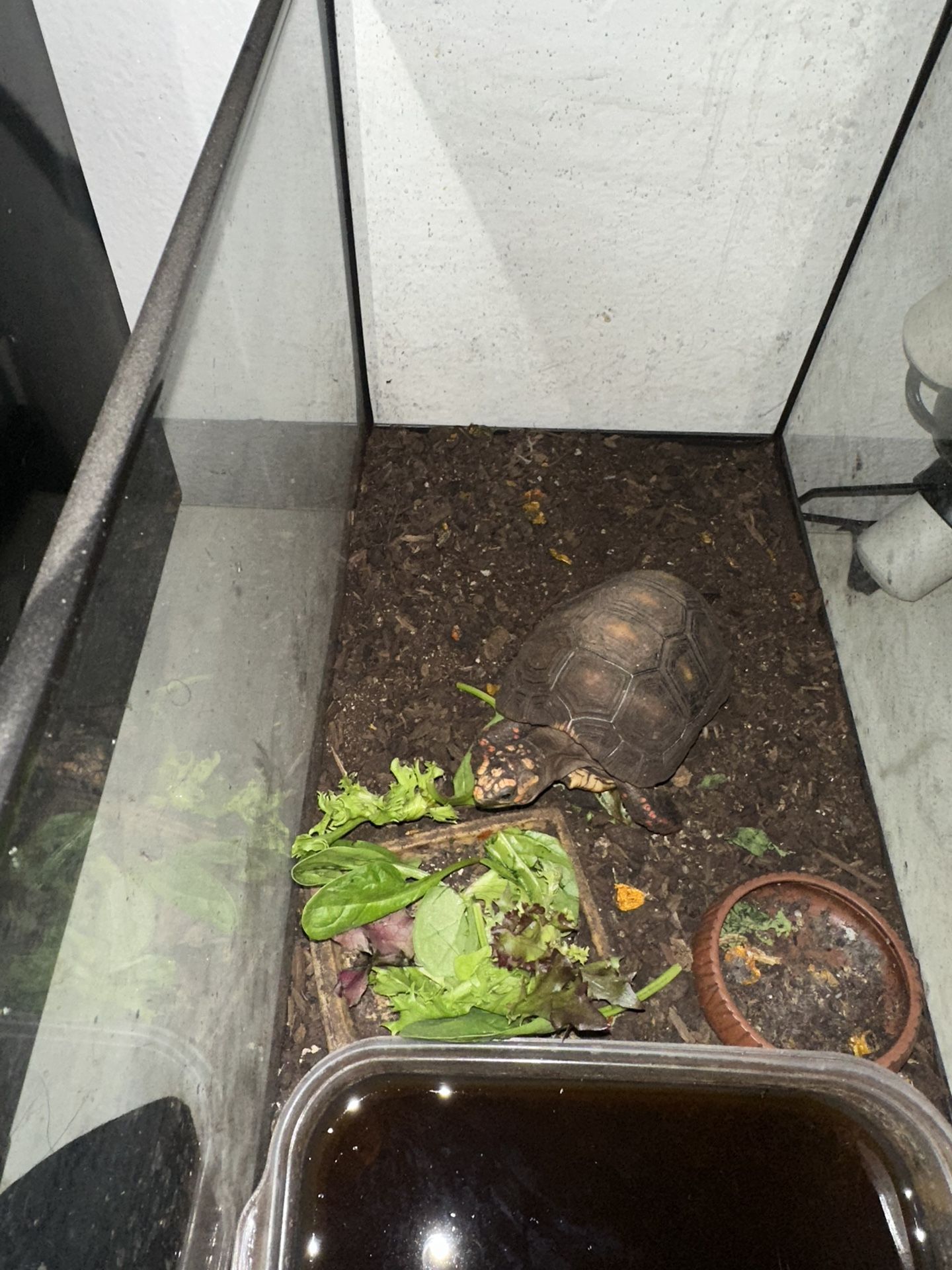 Lizard and turtle
