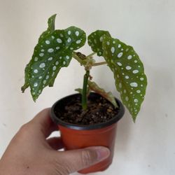 Beautiful Begonia Maculata Plant