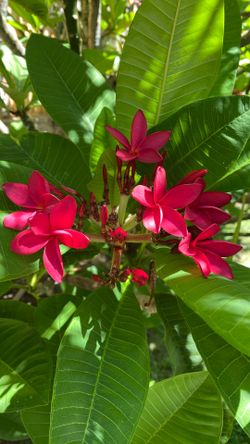 Plumeria Red Flower