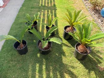 Sago Palms