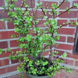 Elephant Bush Succulents