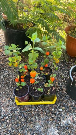Chinese lanterns