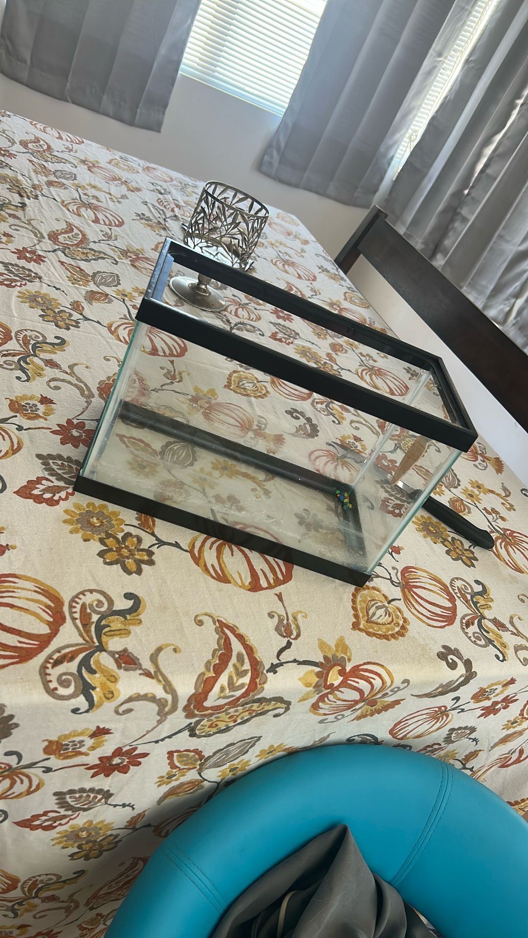 Fish/ Turtle Tank
