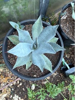 Blue  Agave