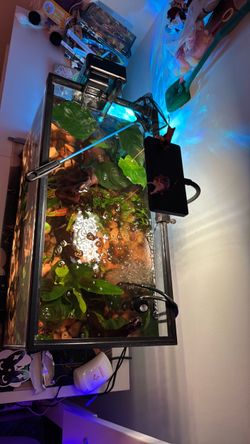 Freshwater Aquarium Tank with Filter and Plants