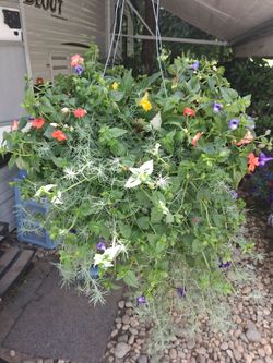 Mixed flower Hanging Basket