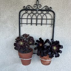 Stand y plants set 15 Dlrs