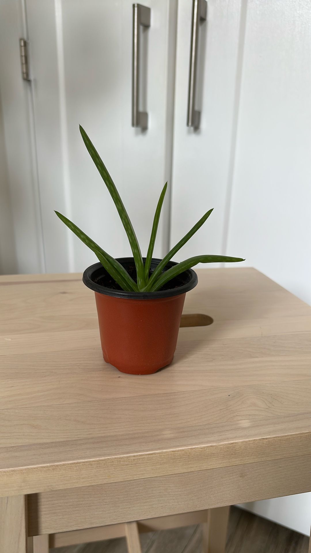🪴Aloe Vera plant