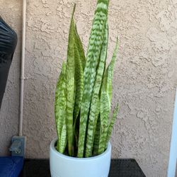 Smoke Plant 