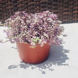 Tradescantia Pink Panther Plant