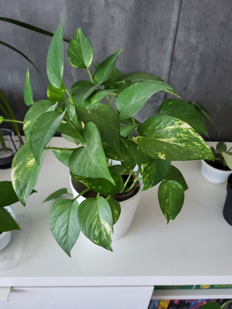 Golden Pothos Plant in a 4 inch White Pot. 