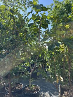 Black Mission Fig Tree 25gal 