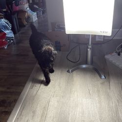 Day light Classic Light Therapy Lamp