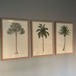 Palm Tree Framed Art