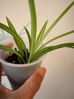 Air purifying spider plant