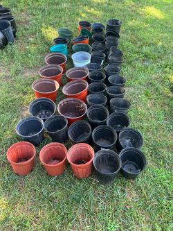 40, nursery  containers 0.5 half gallon