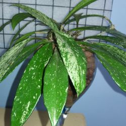 $5 Hoya Pubicalyx Speckled