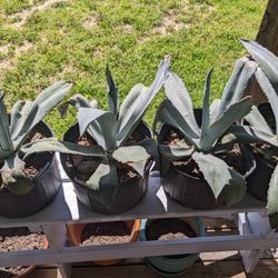 Century/ Agave Plants