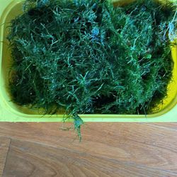 Java Moss Sold In Peace’s 