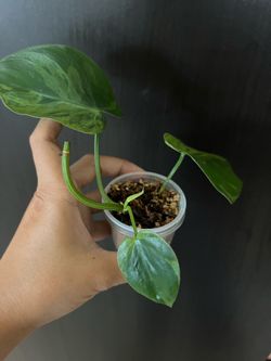 Variegated heartleaf philodendron