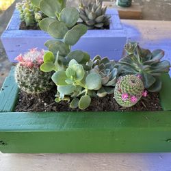 Succulent Planters 