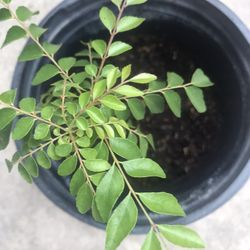 Curry Plant