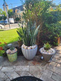 15 vases of indoor plants ....all for only $125