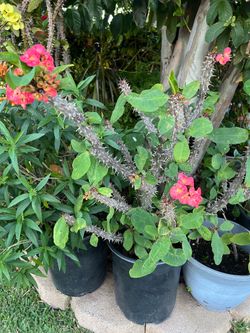Large Crown of Thorns plant