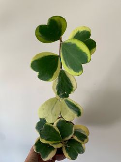 Hoya Kerri Variegated plants