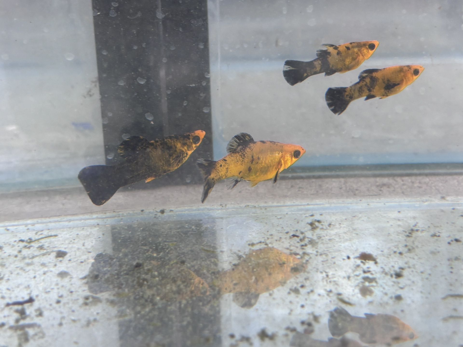 Molly Fishes Tank