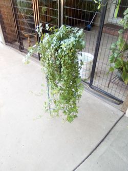 Plant