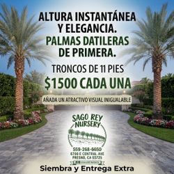 Date palms for sale