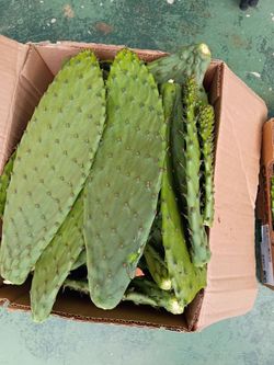 Dos cajas de nopales recién cortados