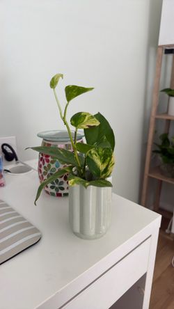 Pothos plant