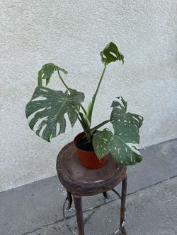 Thai Monstera