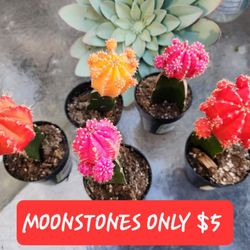 PLANT SALE THIS SUNDAY IN SAN LORENZO. 12:30 TO 5PM..CHECK IT OUT