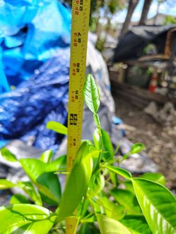 Selling one of my lime trees, height is on first pictures