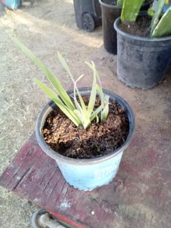 Potted Iris or Agapanthus Starter Plant – Ready to Bloom Next Season!
¡Planta de Iris o Agapanthus