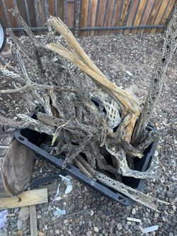 Big Container Of Cactus Skeletons