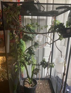 Chameleon Cage