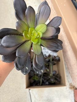 Never used artificial plants (15) photo 1 (30+) photo 2 $45 for all