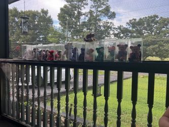 Big Beanie baby collection