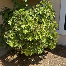 Free Bushes Foliage And Flowering Plants 