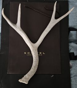 Antlers, Deep, Misc.