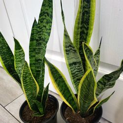 🌿Healthy Live Air Purifying Houseplant Mother In Law Tongue Or Snake Plant 21"Tall In Pot 6" ~ $15/Ea 