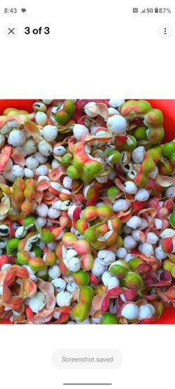 Organic Mexican Guamuchil- Guamuchil (Pinzan) Mexicano estan en El arbol